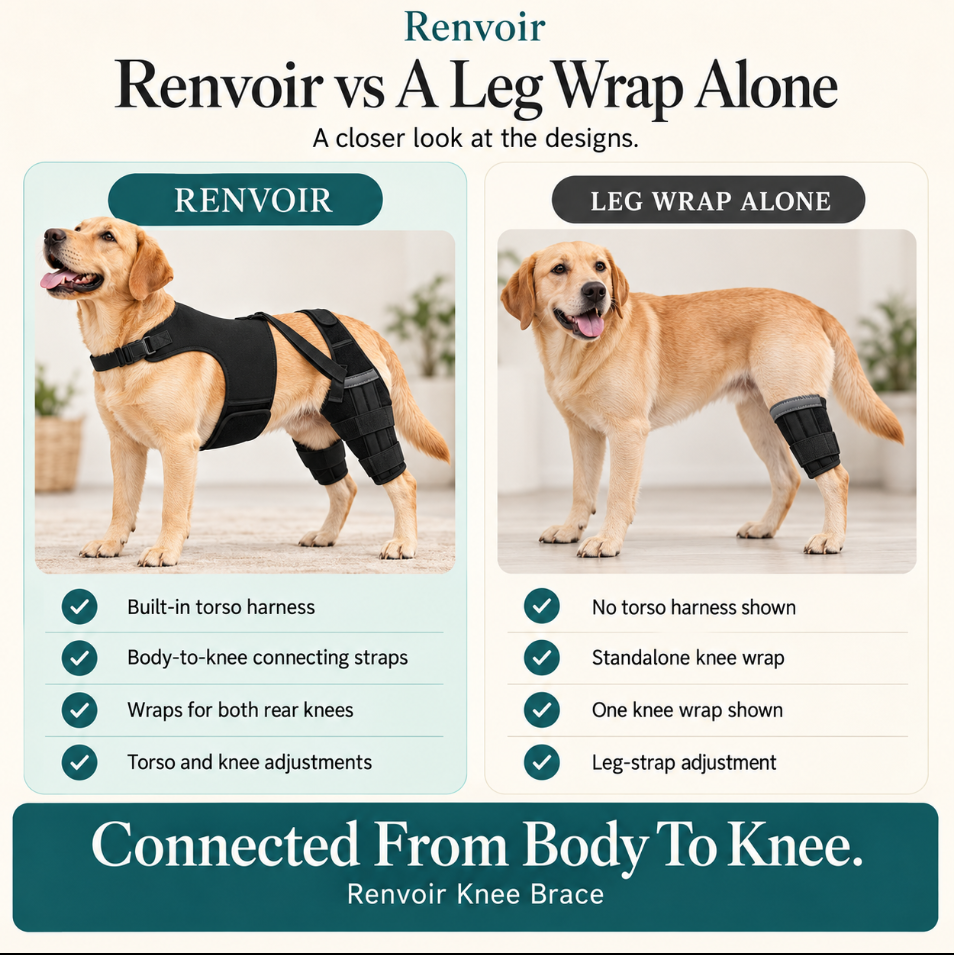 Renvoir Dog Knee Brace