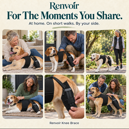 Renvoir Dog Knee Brace