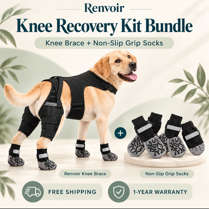 Renvoir Dog Knee Brace